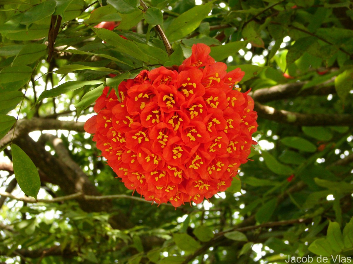 Brownea grandiceps Jacq.